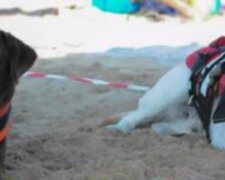 Drei Rettungshunde retten vierzehn Strandbesucher, darunter auch Kinder