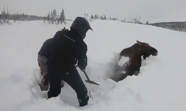 Männer helfen dem Elch. Quelle: Screenshot Youtube