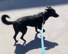 Mischlingshund mit ungewöhnlicher Geschichte. Quelle: Screenshot YouTube