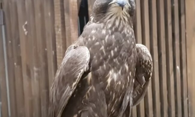 Raubvogel. Quelle: Screenshot YouTube