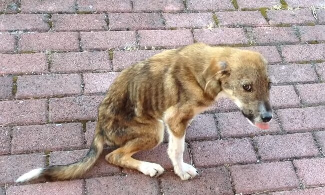 Geretteter Hund. Quelle: YouTube Screenshot