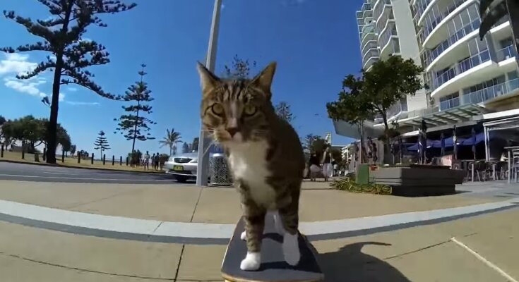 Die Katze fährt Skateboard. Quelle: Youtube Screenshot