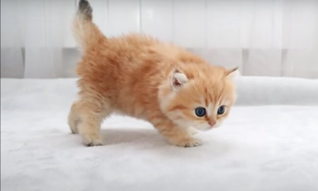 Theodore. Quelle: YouTube Screenshot