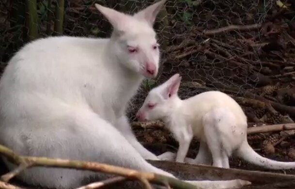 Im Zoo Kaiserslautern verschwand spurlos  Albino-Känguru, Details sind bekannt