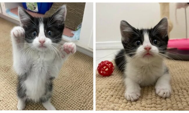 Kätzchen. Quelle: pets.com