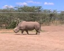 Erfurt: Ein südliches Breitmaulnashorn wurde im örtlichen Tierpark geboren
