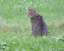 Eine lustige Katze kam auf das Google-Maps-Panorama und wurde an einem Tag weltberühmt