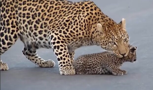 Leopard und das Leopardenjunge. Quelle: YouTube Screenshot