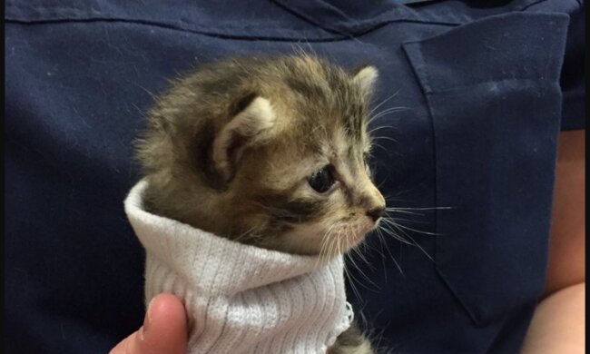 Gerettetes Kätzchen. Quelle: YouTube Screenshot