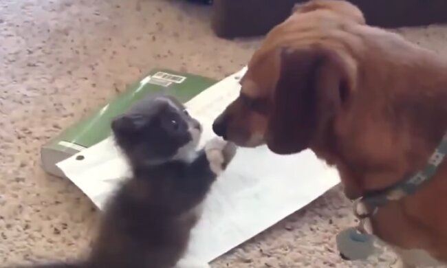 Freundschaft zwischen Katze und Hund. Quelle: Screenshot Youtube