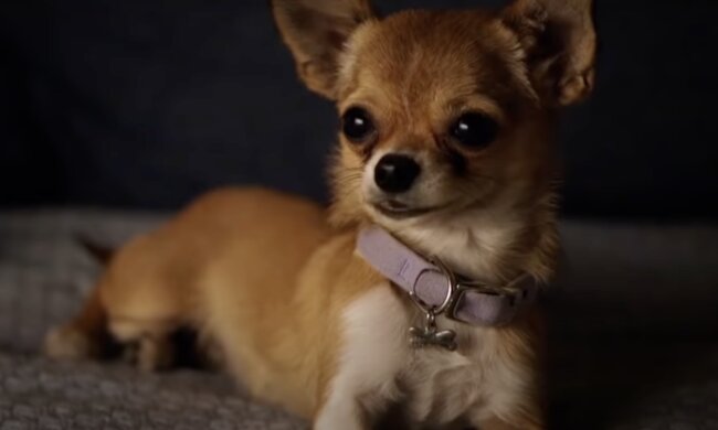 Hund. Quelle: Screenshot YouTube