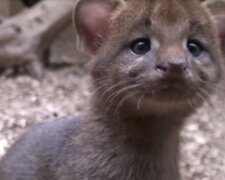 Jaguarundi. Quelle: Screenshot YouTube