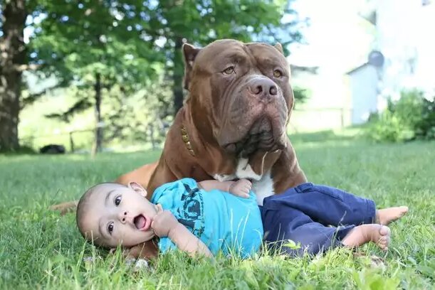Der Pitbull eilte zu dem Kind, die Mutter hatte Angst, aber es stellte sich heraus, dass der Hund das Baby auf diese Weise rettete