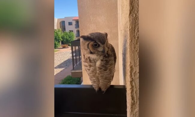 Ein willkommener Gast. Quelle: Screenshot YouTube