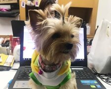 Wie Hunde Büroangestellten helfen, besser zu arbeiten
