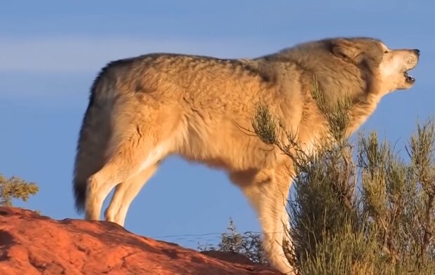 Wolf. Quelle: YouTube Screenshot