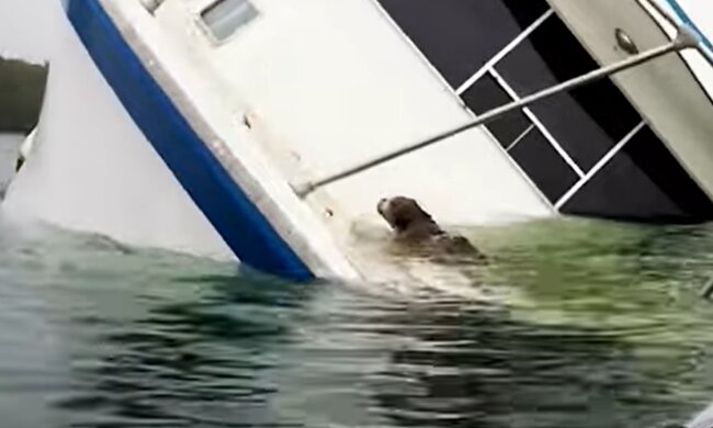 Erschöpftes Tier. Quelle: Screenshot YouTube