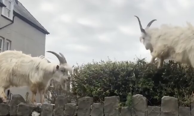 Zeigen. Quelle: Screenshot YouTube