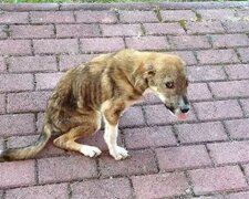 Happy End: Ein obdachloser Hund mit Wirbelsäulenproblemen fand über 8.000 Kilometer liebevolle Besitzer