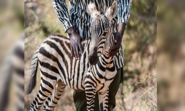 Ein Zebrafohlen. Quelle: ntdtv.com