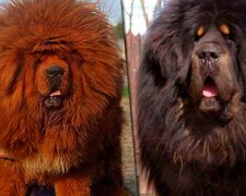 Der teuerste Hund der Welt: Wie ein tibetischer Mastiff aussieht