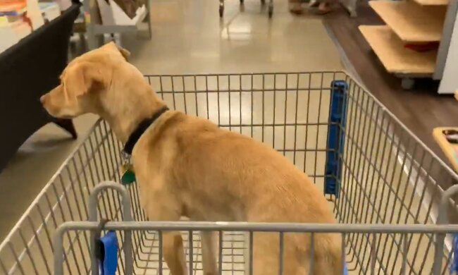 Hund im Supermarkt. Quelle: YouTube Screenshot