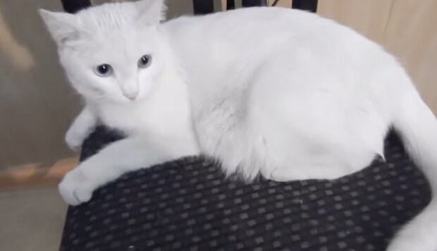 Katze. Quelle: Screenshot YouTube