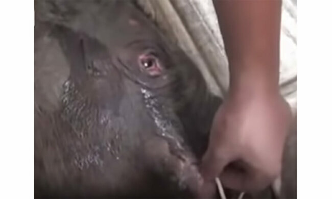 Ein Elefantenbaby weinte fünf Stunden lang, als man es von der Mutter trennte