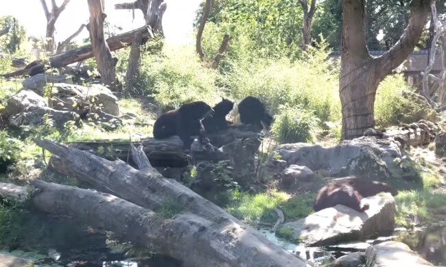 Der Zoo. Quelle: Screenshot YouTube#