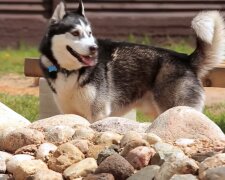 Husky wuchs mit Katzen auf, und nach 2 Jahren bemerkten die Leute ihre Pfoten: sie begann sich wie eine Katze zu halten