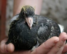 Warum wir nur erwachsene Tauben sehen und nicht wissen, wo sich ihre Küken verstecken