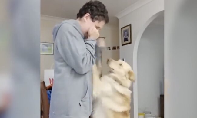 Diensthund hilft Frauchen. Quelle: Screenshot YouTube