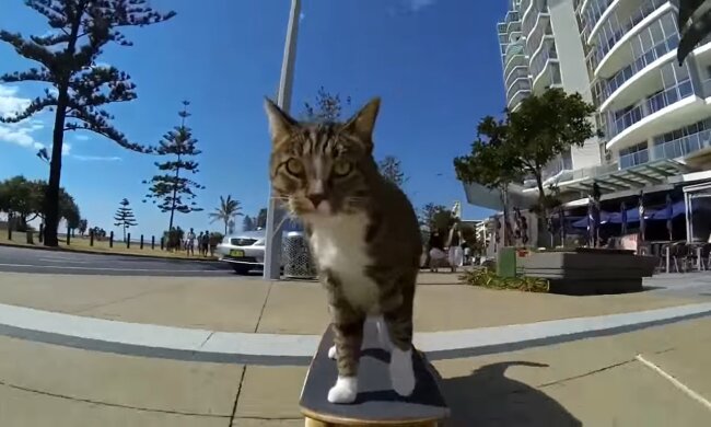 Die Katze fährt Skateboard. Quelle: Youtube Screenshot