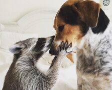 Weisen Waschbär, der von einer Familie der Hunden gerettet wurde, betrachtet sich jetzt auch als Hund