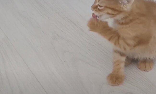 Kätzchen. Quelle: Screenshot YouTube