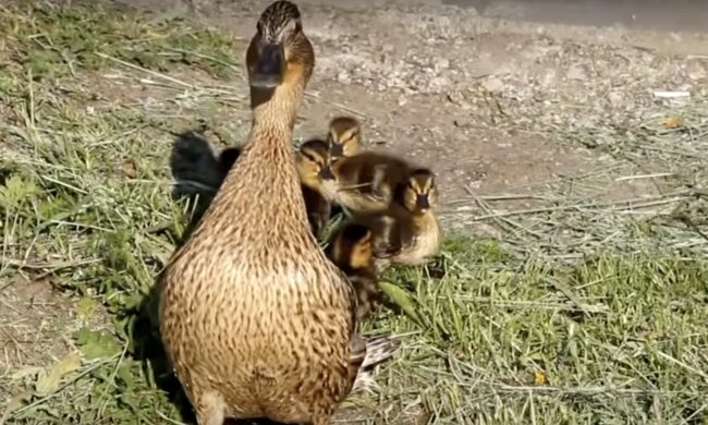 Ente und Küken. Quelle: Screenshot YouTube
