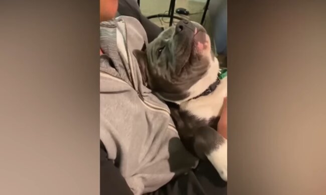 Pitbull. Quelle: Youtube Screenshot