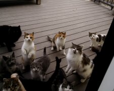 Aus Mietvertrag wird Katzenchaos. Quelle: Youtube Screenshot