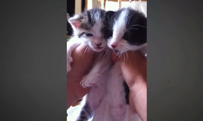 Babykatzen. Quelle: Youtube Screenshot