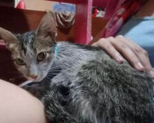 Frau fand eine schmutzige, streunende Katze im Müll und rettete ihr das Leben: wie sie jetzt aussieht