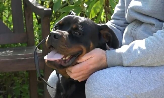 Der freundliche Hund tröstet den Mann. Quelle: Youtube Screenshot
