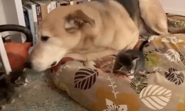 Hund und Kätzchen. Quelle: Screenshot YouTube