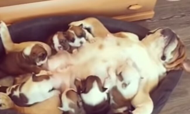 Fürsorgliche Mutter. Quelle: YouTube Screenshot