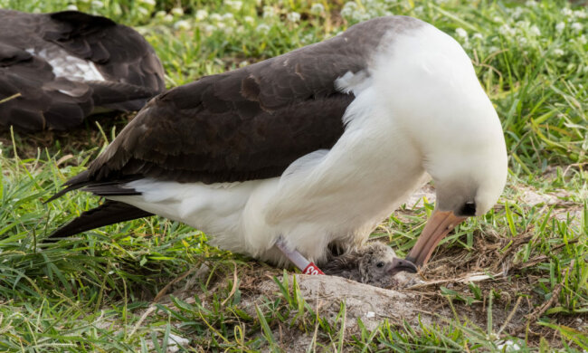Fortsetzung der Population: Der älteste 66-jährige Albatros der Welt bekam Nachwuchs