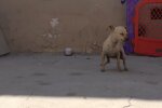 Happy End für einen nassen, fröstelnden Chihuahua, der sich im Laden versteckt hat