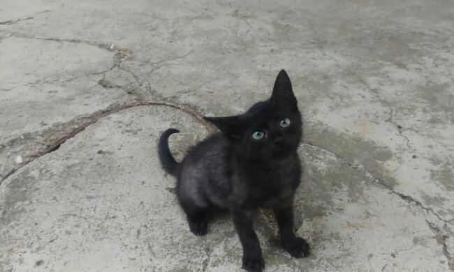 Babykatze. Quelle: Youtube Screenshot