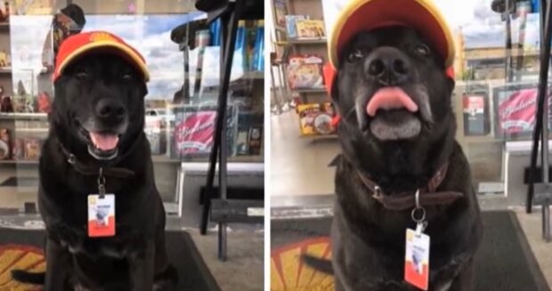 Der Besitzer ließ den Hund auf der Straße, aber gute Leute nahmen ihn sofort auf und gaben ihm einen "Job"