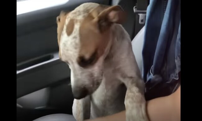 Hund. Quelle: Screenshot YouTube