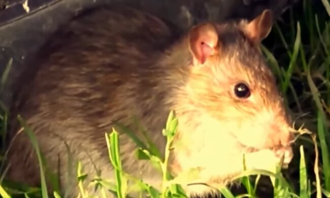 Ein Tier mit hoher Intelligenz. Quelle: Screenshot YouTube