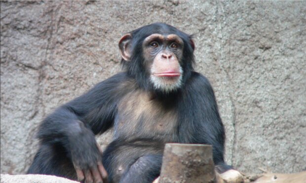 Freundschaft für immer: Eine Zooangestellte rief durch Video einen Schimpanse an, um ihren neugeborenen Sohn zu zeigen